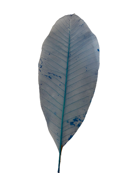 Dried Skelton Leaves Blue 10 pcs